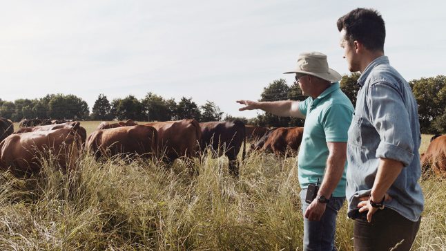 Two men are seen standing in a field surrounded by cattle