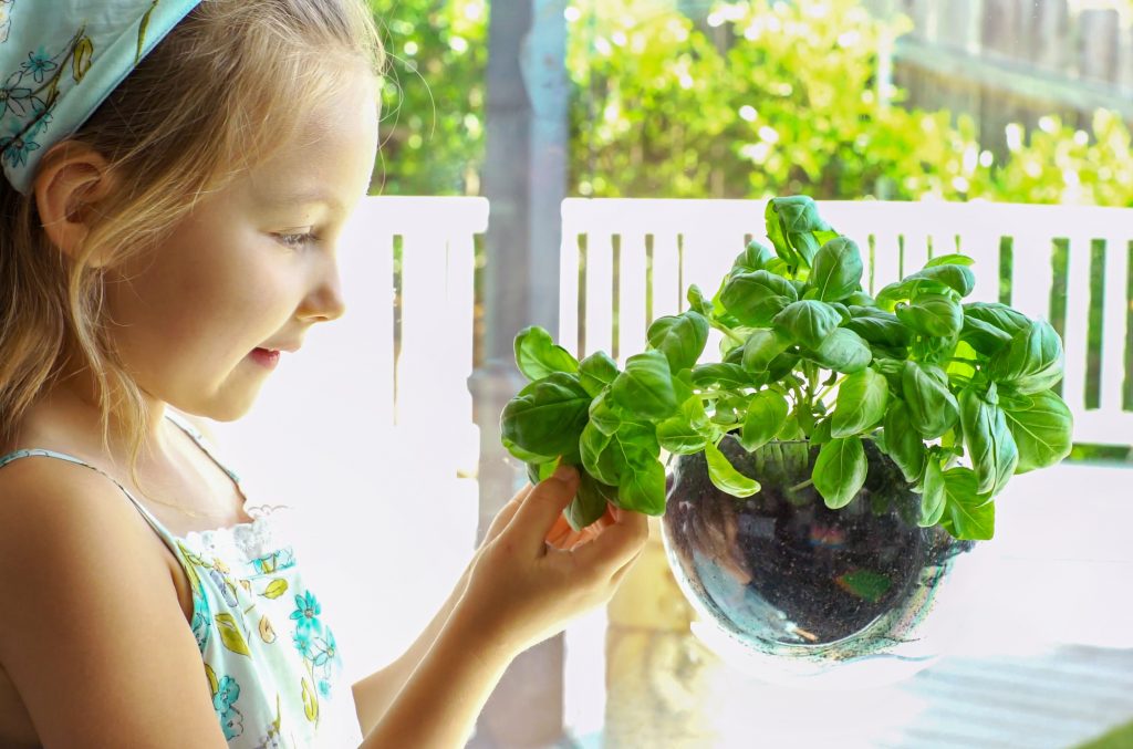 A little girl is seen admiring basil growing from an Urbz window herb planter