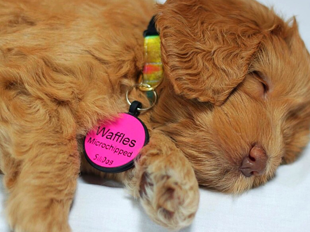 A golden puppy by the name Waffles is seen sleeping wearing a collar and a pink silent pet id tag