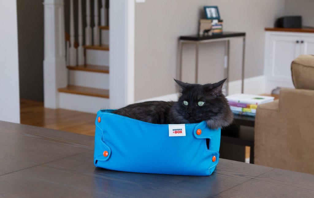 A fluffy black cat is seen comfortably sitting in a blue compression box from Whisker+Box