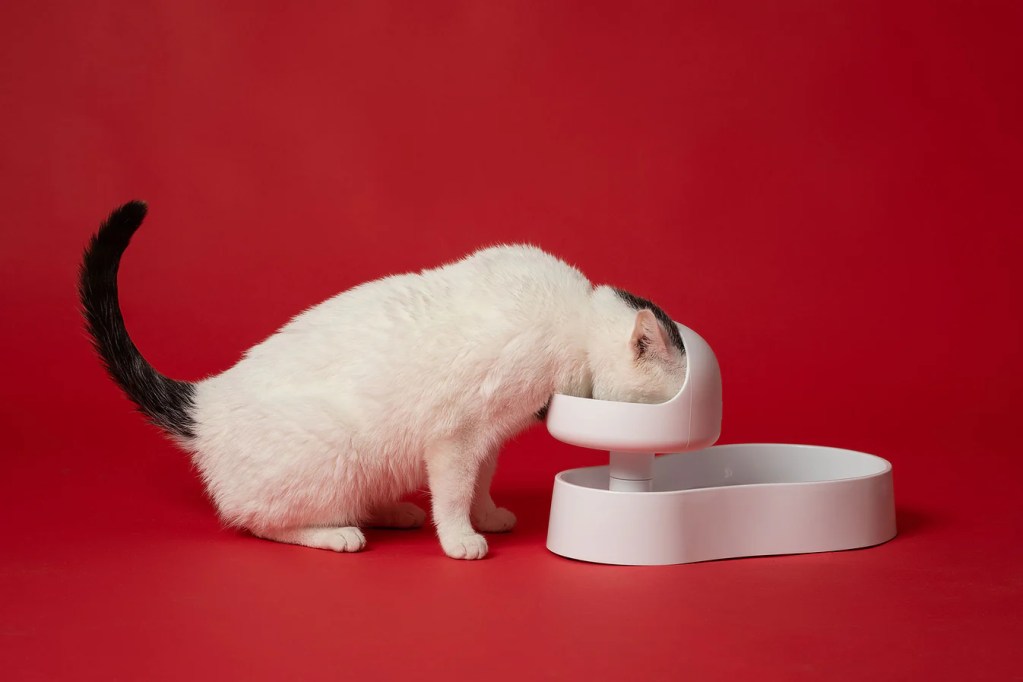 White cat with a black tail eating from the elevated food dish.