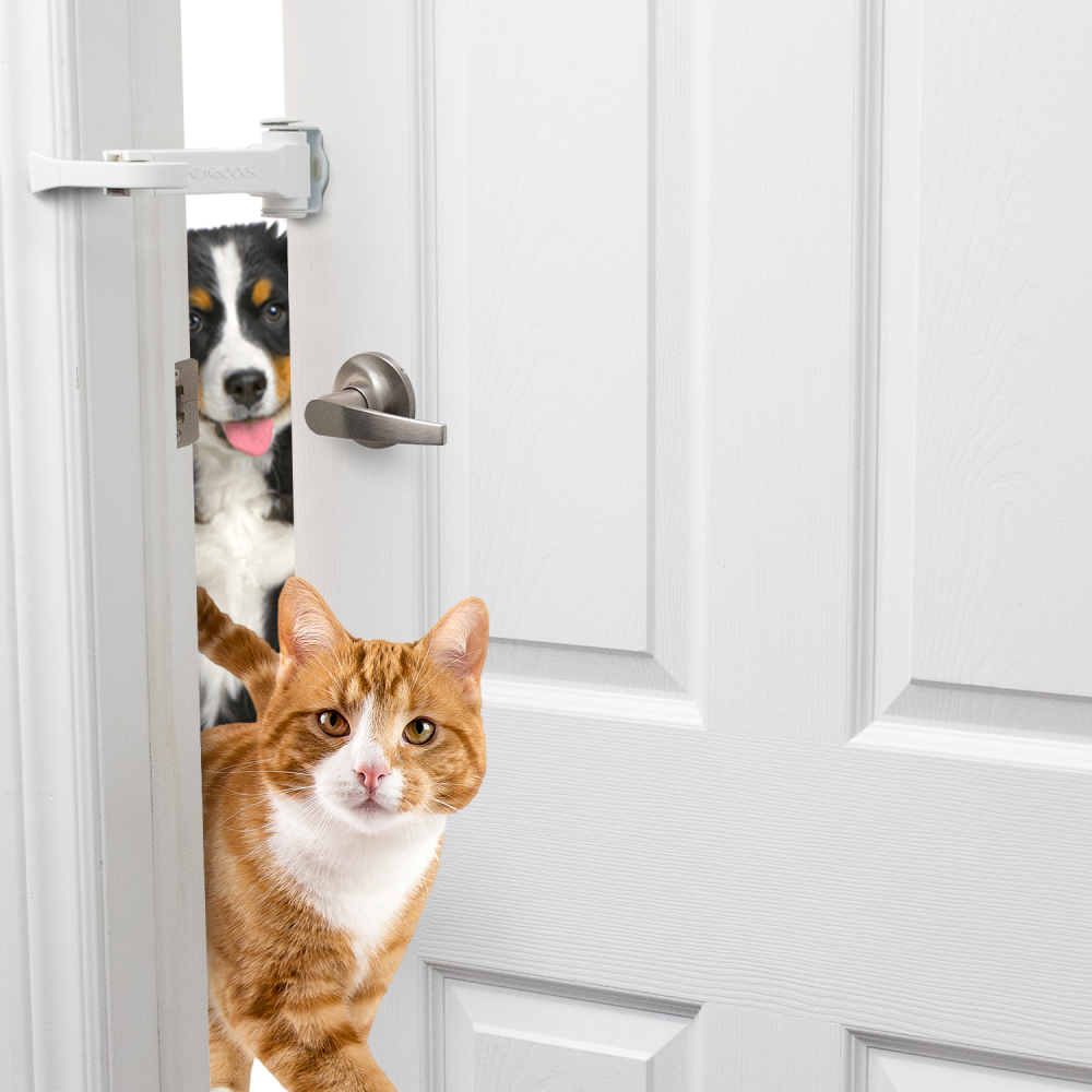 A dog and an orange cat going through a propped open door.